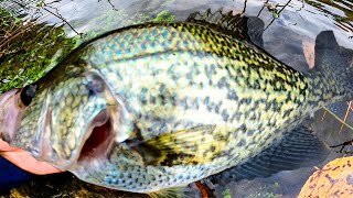 How To Catch Crappie with Minnows and Jig [upl. by Leachim]