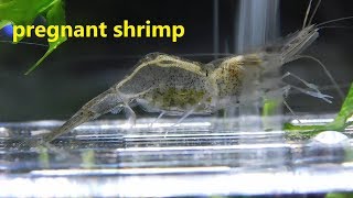 pregnant ghost shrimp hatching eggs [upl. by Elletse]