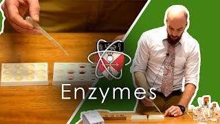 Enzymes  GCSE Science Required Practical [upl. by Refinaj]