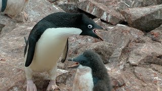 Adélie Penguins Paulet Island Antarctica [upl. by Gyasi]