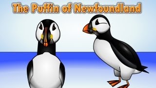 The Puffin Song  Puffin of Newfoundland [upl. by Menendez]