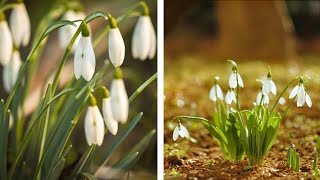 How to Plant Snowdrops Spring Garden Guide [upl. by Yzmar]