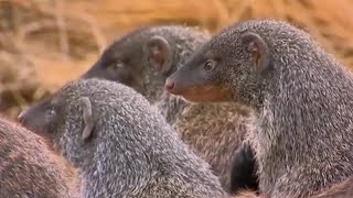 One Mongoose Born Every Minute  Banded Brothers The Mongoose Mob  BBC Earth [upl. by Barclay811]