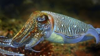 Cuttlefish  the King of Camouflage [upl. by Ku457]