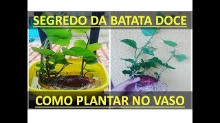 Como plantar batata doce no vaso MAIS FÁCIL DO MUNDO [upl. by Nosnar]