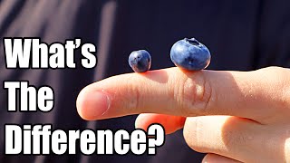 BILBERRY  How European Blueberries are Different than American Blueberries  Weird Fruit Explorer [upl. by Mello54]