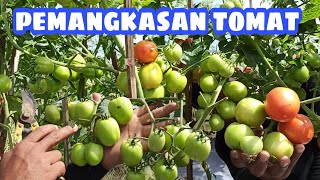 Cara pemangkasan tomat agar berbuah lebat [upl. by Chandless]