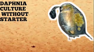 HOW TO CULTURE DAPHNIA NATURALLY WITHOUT A STARTER [upl. by Gareth203]