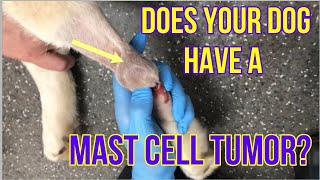 Does Your Dog Have A Mast Cell Tumor Heres What You Need To Know  VLOG 128 [upl. by Cortie]