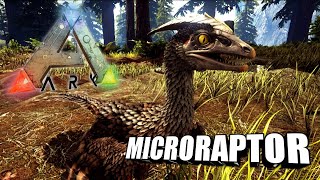 Taming A Microraptor  Ark Survival Evolved  The Island [upl. by Ennaeirb819]