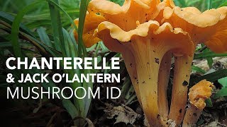 Chanterelle amp Jack OLantern — Mushroom ID [upl. by Bronk]