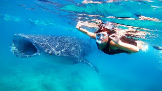 Swimming with Whale Sharks in the Maldives [upl. by Ezmeralda130]