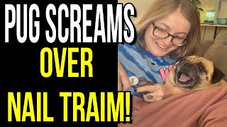 Dramatic Pug Screams Getting Nails Cut [upl. by Deny]