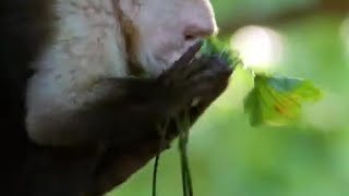 Monkey Insect Repellent  The Life of Mammals  BBC Earth [upl. by Arrak889]