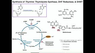 Nucleotide Metabolism  Basics of Thymine Biosynthesis [upl. by Barthel]