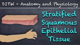 DITW  Stratified Squamous Epithelial Tissue [upl. by Spiegel]