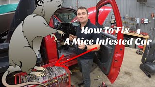 Mice Infested Vehicle Restoration [upl. by Ubana]