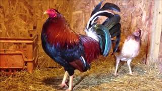 How to Start Gamefowl Breeding 2 [upl. by Enimasaj]