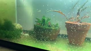 Daphnia Culturing Snails or no snails [upl. by Earased]