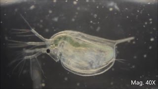 Daphnia magna under the Microscope [upl. by Nima]