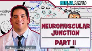 Musculoskeletal System  Neuromuscular Junction  Excitation Contraction Coupling Part 2 [upl. by Yruy]