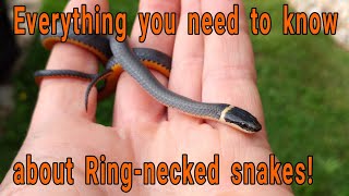 Everything you need to know about Ringnecked snakes Diadophis punctuatus [upl. by Kcirrez]