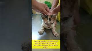 How to Treat ScabiesMange in Cats shorts [upl. by Jeconiah871]