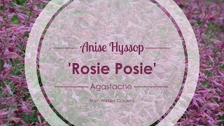 Rosie Posie Agastache  Walters Gardens [upl. by Huang]