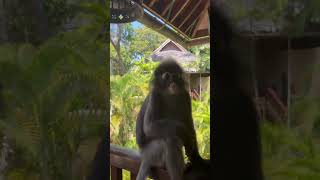 pls subscribe monkey in Langkawi dusky langur or dusky leaf monkeymonkeys [upl. by Liamaj589]