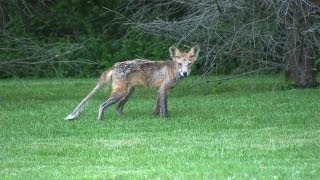 Red Fox Rescued Sarcoptic Mange [upl. by Calandra693]