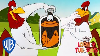 Looney Tuesdays  Iconic Characters Foghorn Leghorn  Looney Tunes  WB Kids [upl. by Aihsoem758]