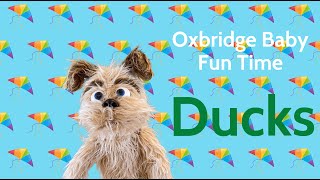 Oxbridge Baby Fun Time  Ducks [upl. by Yelrah]