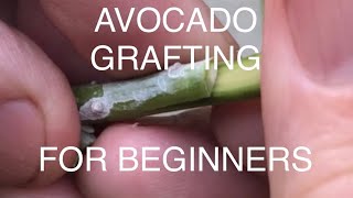 Avocado tree Grafting for beginners Very simple how to video for home gardeners [upl. by O'Brien]