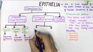 EPITHELIUM  Classification  Basic Histology [upl. by Cyler]