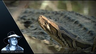 Alligator Eats Python 03 Footage [upl. by Sharman]