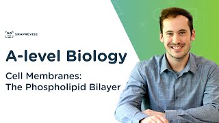 Cell Membranes The Phospholipid Bilayer  Alevel Biology  OCR AQA Edexcel [upl. by Jacobba]