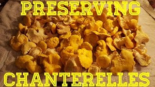 How to preserve Chanterelle Mushrooms [upl. by Imis]