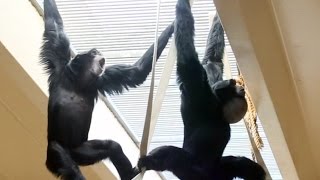 Siamang Gibbons howling and playing [upl. by Jerusalem100]