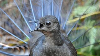 Lyrebird Mimicking Chainsaws Cameras Cars and Even People [upl. by Berrie]