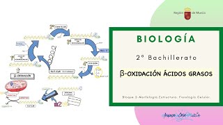 BETA OXIDACIÓN ÁCIDOS GRASOS [upl. by Bronwyn19]