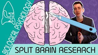 Split Brain Research  Biological Psychology  Biological Psychology AQA ALevel [upl. by Louanna]