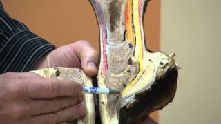 Anatomy of the Hoof amp Lower Limb Part 1 [upl. by Gass]