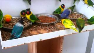 Masked lovebirds Agapornis personatus feeding  again [upl. by Malvia]