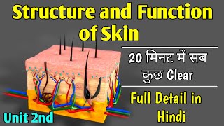 Structure and function of skin।Human anatomy and physiology b Pharm first Year।Integumentary system [upl. by Toback36]