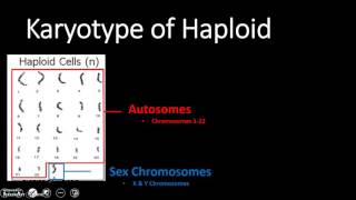 Karyotype Haploid amp Diploid Cell Types [upl. by Dowd]