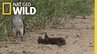 Is this Mongoose Playing Dead or Just Playing  Nat Geo Wild [upl. by Eiltan210]