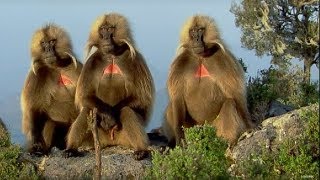 Defending a Monkey Harem  Clever Monkeys  BBC Earth [upl. by Kathlene43]