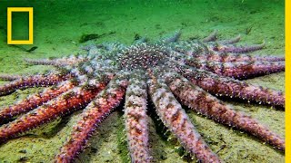 Sunflower Seastar Terrifying Predator  National Geographic [upl. by Sivatnod431]