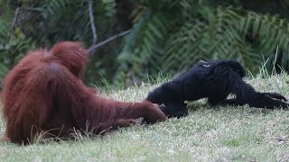 Rare Footage  Orangutan Playing With Siamangs Monkey [upl. by Bigner]