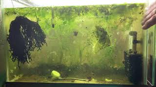 Scuds Daphnia Cherry Shrimp Copepods My aquatic food culture [upl. by Nadual899]